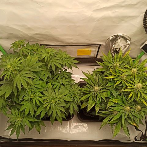 Stress Killer Automatic growlog timeline photo