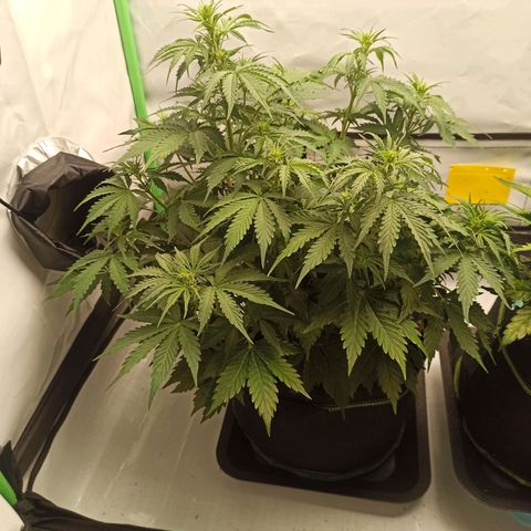 Royal Dwarf growlog timeline photo