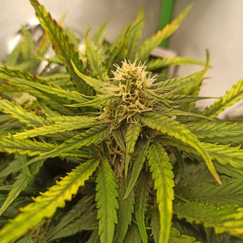Stress Killer Automatic growlog timeline photo