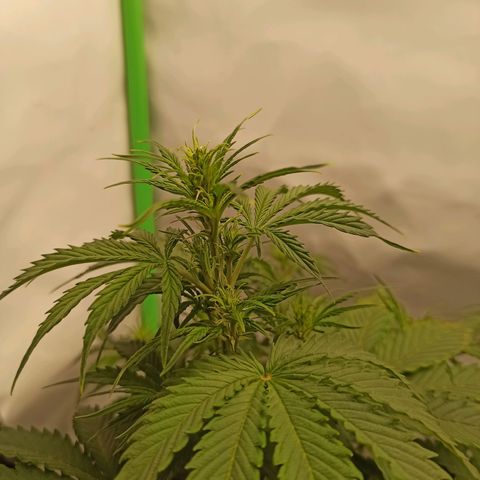 Royal Dwarf growlog timeline photo