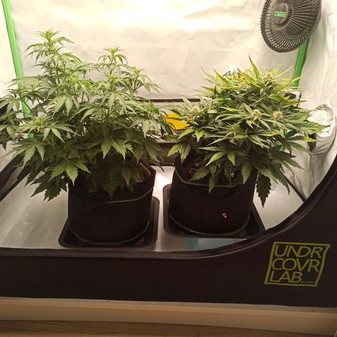 Royal Dwarf growlog timeline photo