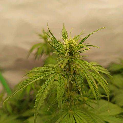 Royal Dwarf growlog timeline photo