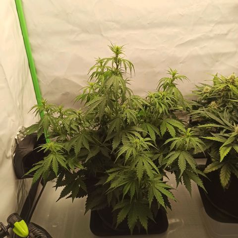 Royal Dwarf growlog timeline photo
