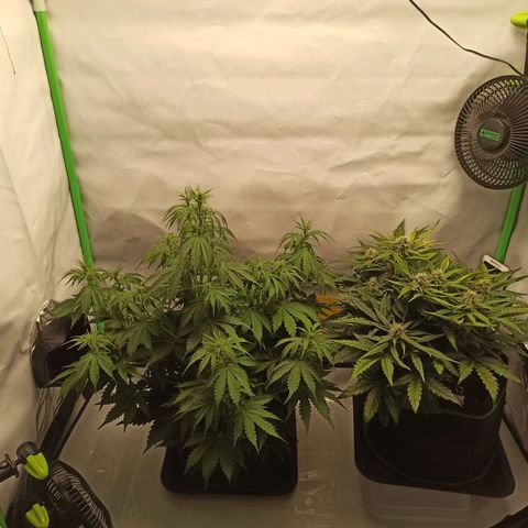 Stress Killer Automatic growlog timeline photo