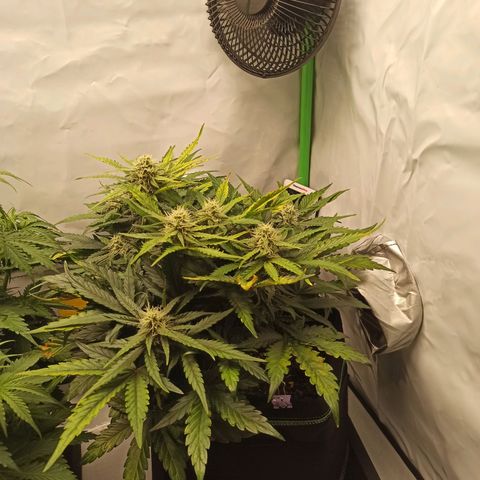 Stress Killer Automatic growlog timeline photo