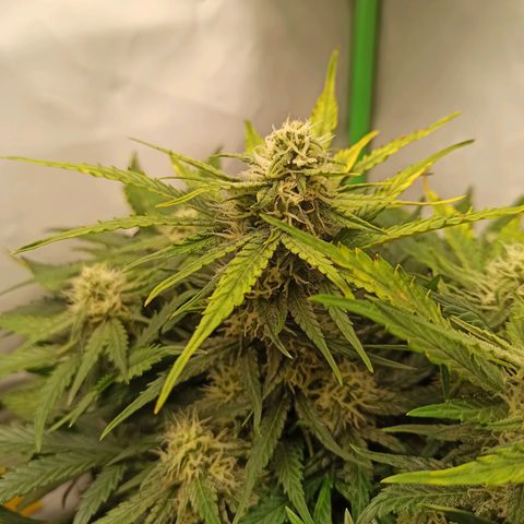 Stress Killer Automatic growlog timeline photo