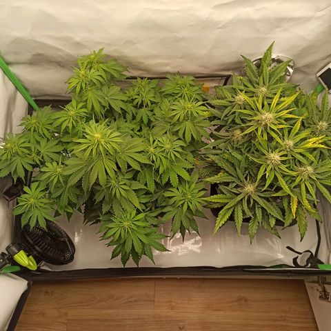 Stress Killer Automatic growlog timeline photo