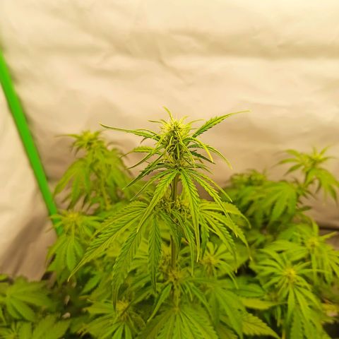 Royal Dwarf growlog timeline photo
