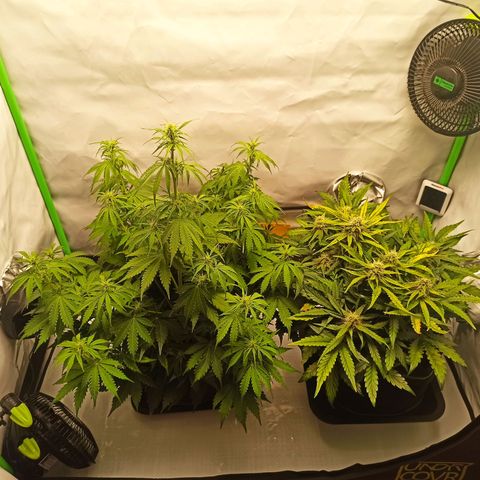 Royal Dwarf growlog timeline photo