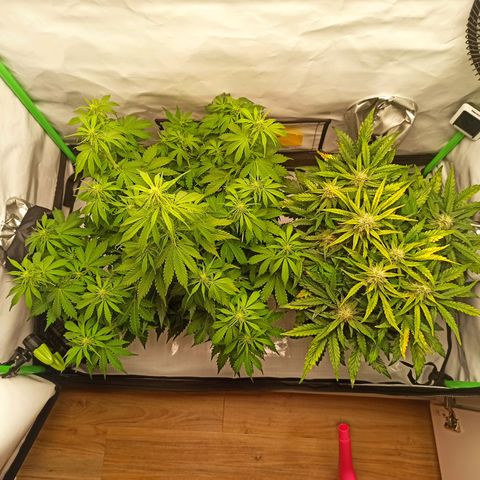 Royal Dwarf growlog timeline photo