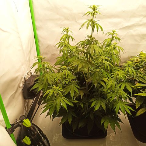 Royal Dwarf growlog timeline photo