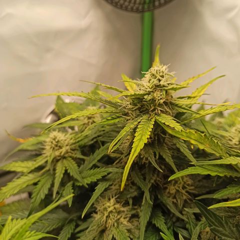 Stress Killer Automatic growlog timeline photo