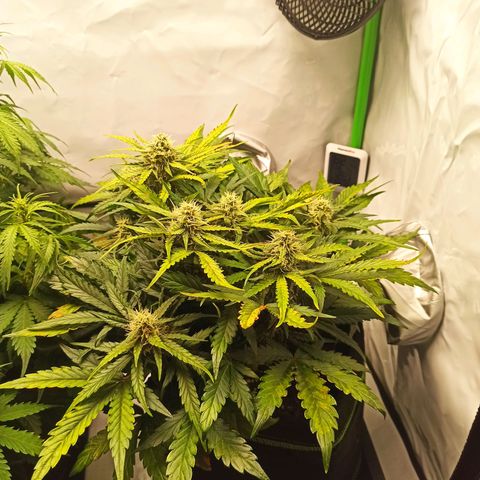 Stress Killer Automatic growlog timeline photo