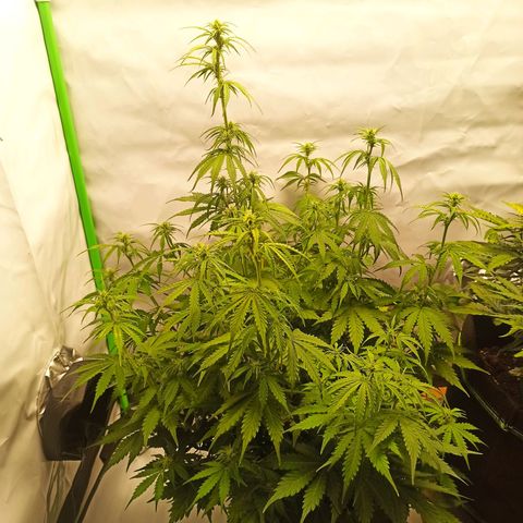 Royal Dwarf growlog timeline photo
