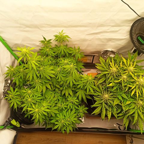 Royal Dwarf growlog timeline photo