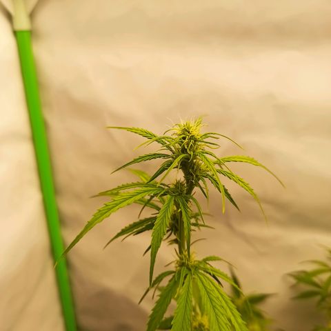 Royal Dwarf growlog timeline photo