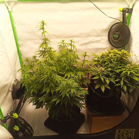 Stress Killer Automatic growlog timeline photo