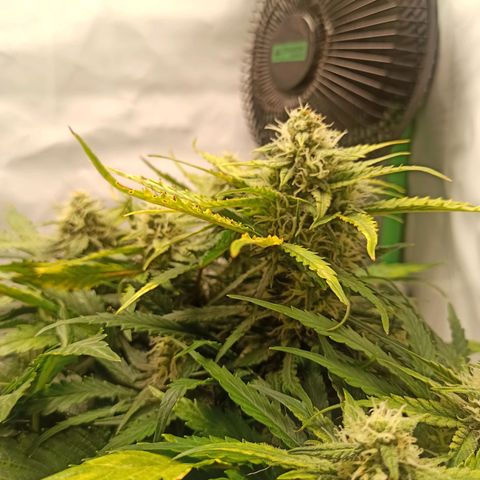 Stress Killer Automatic growlog timeline photo