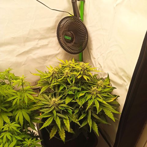 Stress Killer Automatic growlog timeline photo