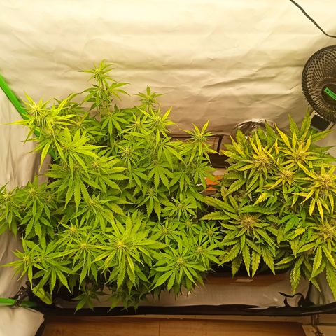 Royal Dwarf growlog timeline photo