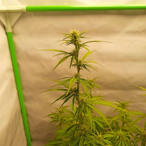 Royal Dwarf growlog timeline photo