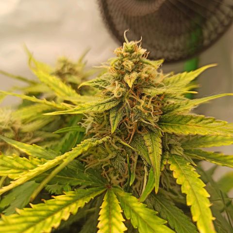 Stress Killer Automatic growlog timeline photo
