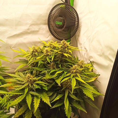 Stress Killer Automatic growlog timeline photo