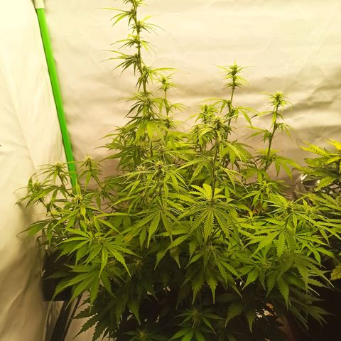 Royal Dwarf growlog timeline photo
