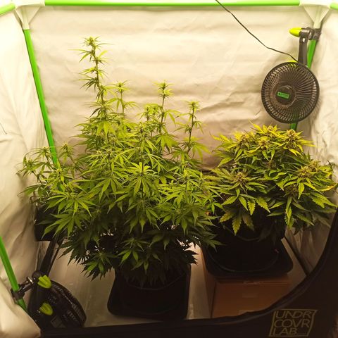 Stress Killer Automatic growlog timeline photo