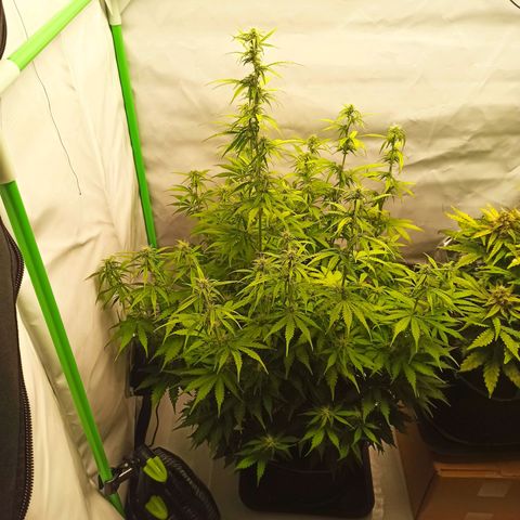 Royal Dwarf growlog timeline photo