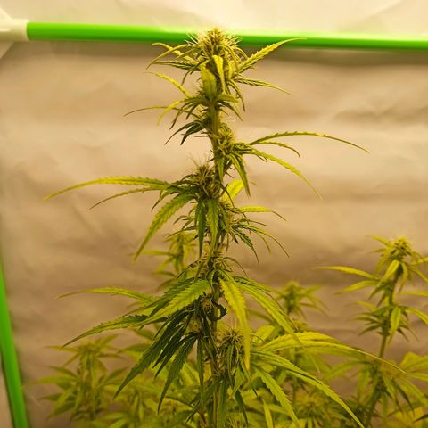 Royal Dwarf growlog timeline photo