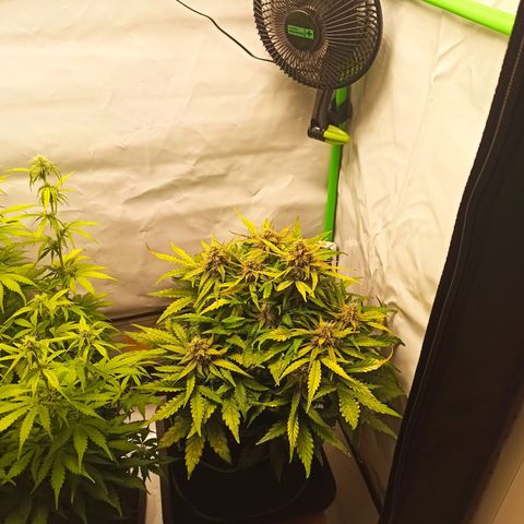Stress Killer Automatic growlog timeline photo