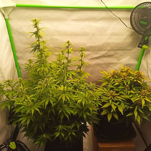Stress Killer Automatic growlog timeline photo