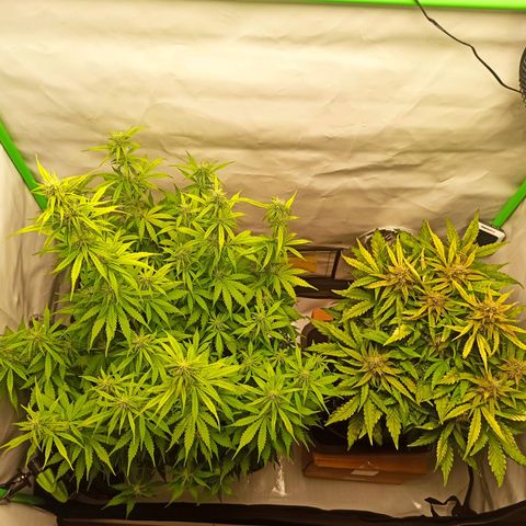 Stress Killer Automatic growlog timeline photo