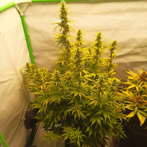 Royal Dwarf growlog timeline photo