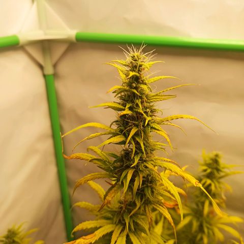 Royal Dwarf growlog timeline photo