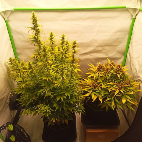 Stress Killer Automatic growlog timeline photo