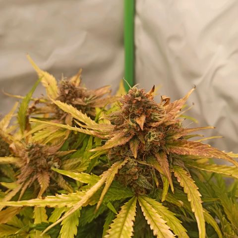 Stress Killer Automatic growlog timeline photo
