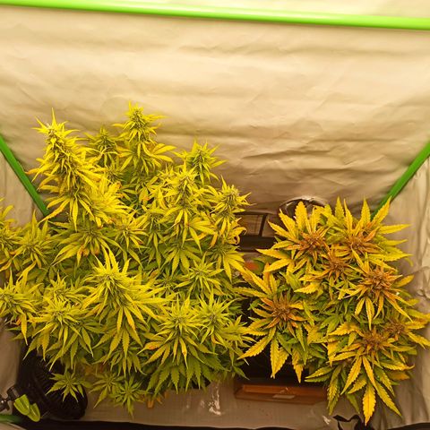 Stress Killer Automatic growlog timeline photo