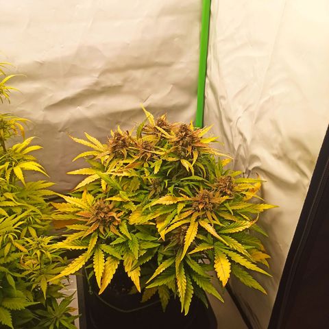 Stress Killer Automatic growlog timeline photo