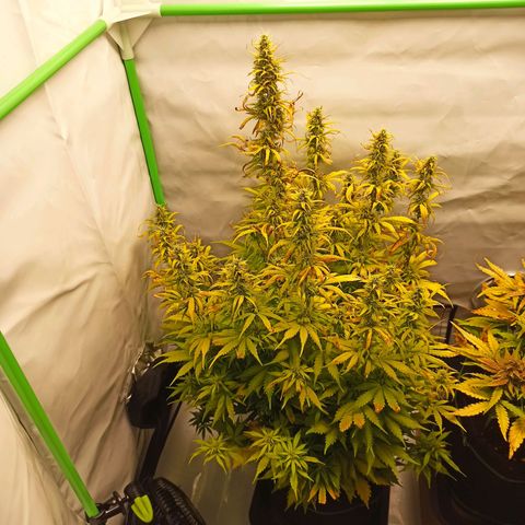 Royal Dwarf growlog timeline photo