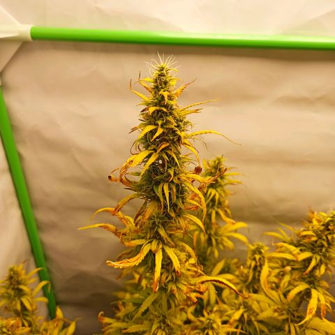 Royal Dwarf growlog timeline photo