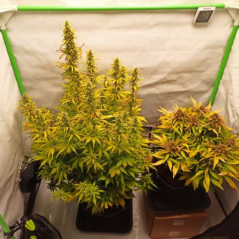 Stress Killer Automatic growlog timeline photo