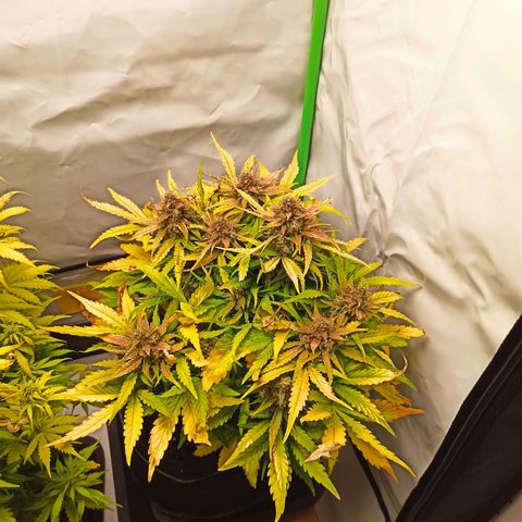 Stress Killer Automatic growlog timeline photo
