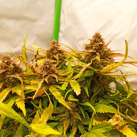Stress Killer Automatic growlog timeline photo