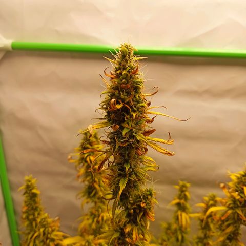 Royal Dwarf growlog timeline photo