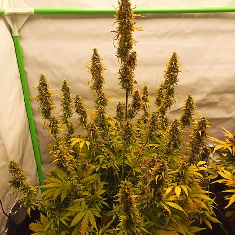 Royal Dwarf growlog timeline photo