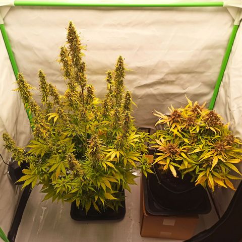Royal Dwarf growlog timeline photo