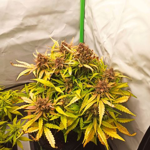 Stress Killer Automatic growlog timeline photo