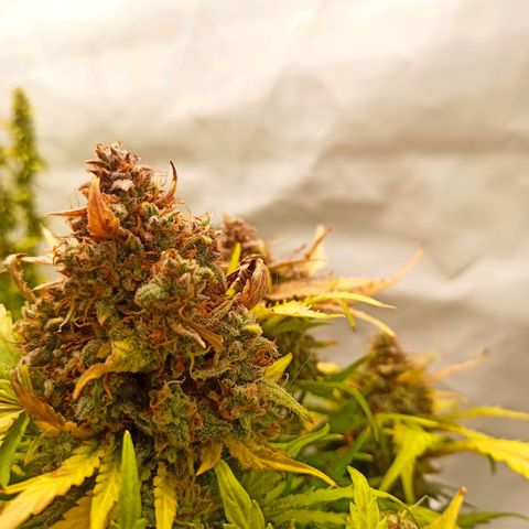 Stress Killer Automatic growlog timeline photo